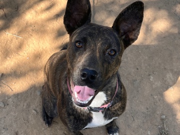 Mixed Breed – Friendly 3-Year-Old Mixed Breed Dog in Simpsonville – Simpsonville
