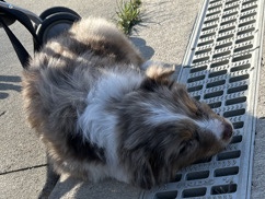 Australian Shepherd – Australian shepherd puppy – Des Moines