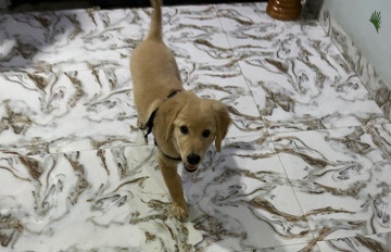 Golden Retriever – Golden retriever for sell