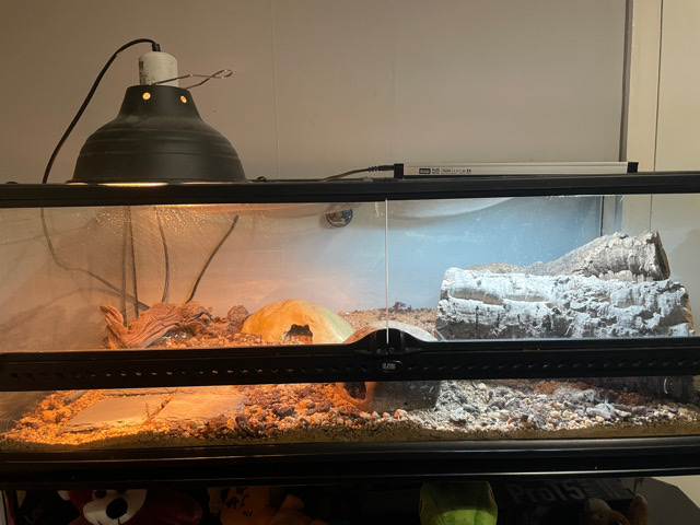 Leopard Gecko + Set up