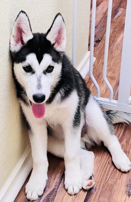Siberian Husky – Male Husky Puppy