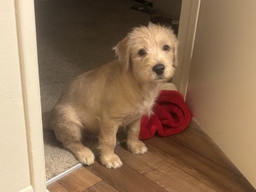 Labrador Retriever – Puppy for sale – Glendale