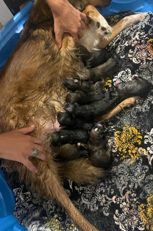 Australian Shepherd – Puppies!