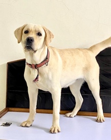 Labrador Retriever – gracie looking for rehome