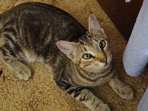 American Wirehair – Come order Ember, a brave little boy! – Weir