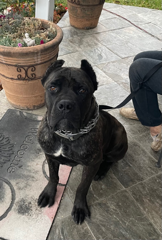 Cane Corso – cane corso yearling for sale