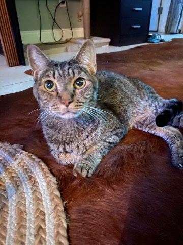 Rescue Sophi ♥️