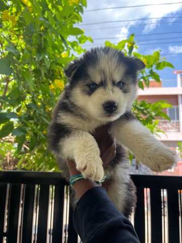 Siberian Husky – beautiful siberian husky puppies
