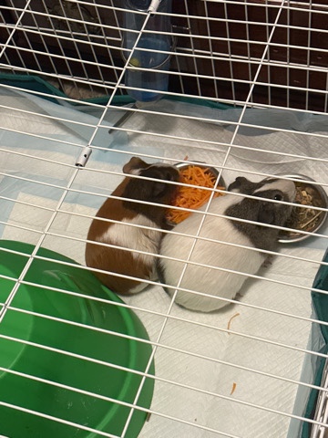 guinea pigs
