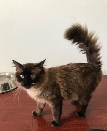 Siamese – zues