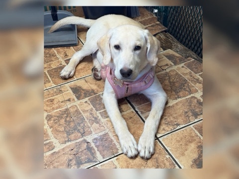 Labrador Retriever – female Labrador puppy for sale – Kendall West