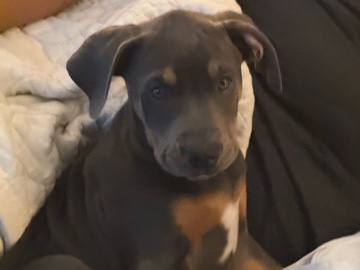 looking for a new home for Logan – Phoenix