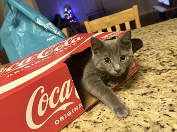 Russian Blue – Ghost – Arden