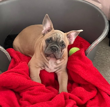 French Bulldog – Frenchies (Fluffy Carriers)