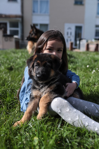German Shepherd – KC registered Top Quality traditional marking GSD
