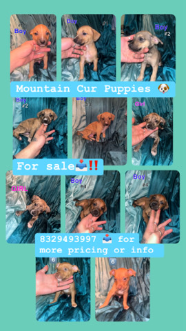 Mountain Cur – FOR SALE 🐶mountain Cur Puppies