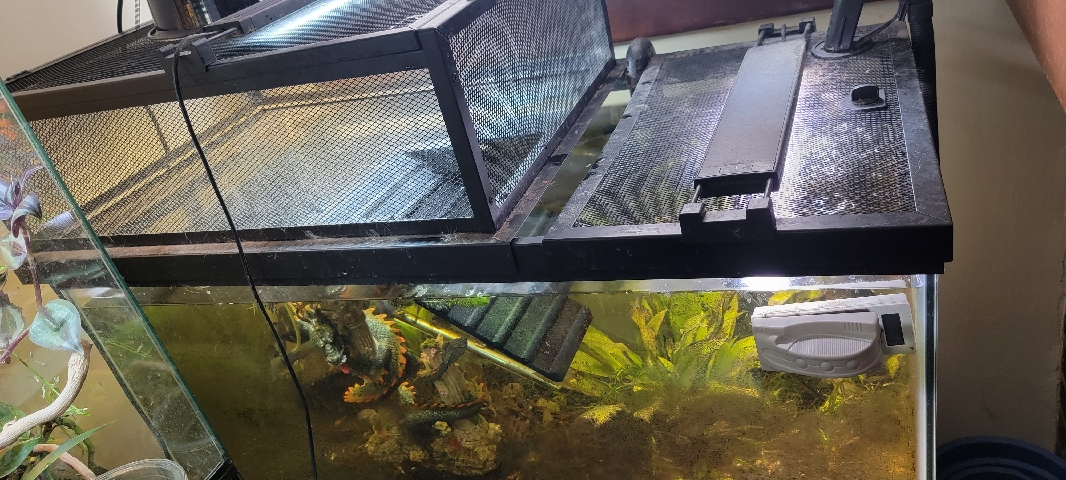 Any – Red Cheek Mud Turtle with Enclosure