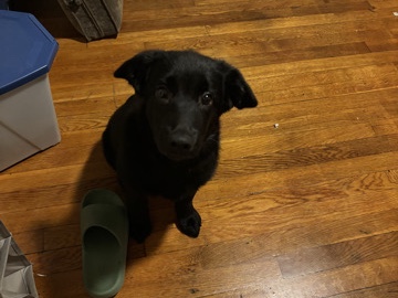 Labrador Retriever – lab flat coated puppy retriever – New Carrollton