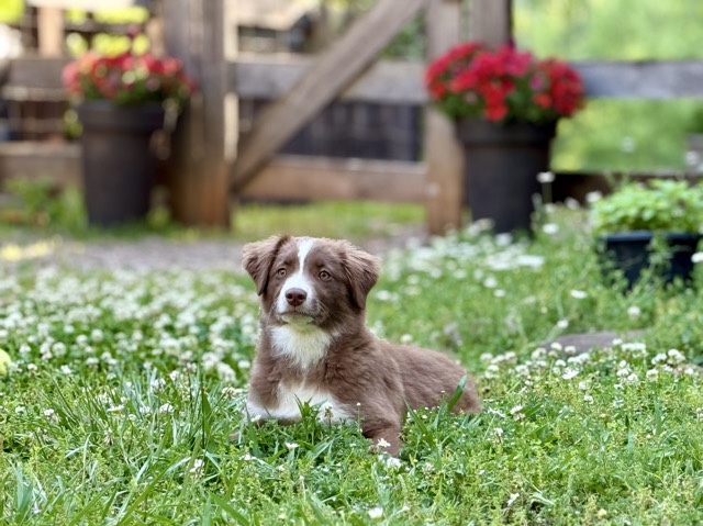 Australian Shepherd – Australia Shepherd – Maryville