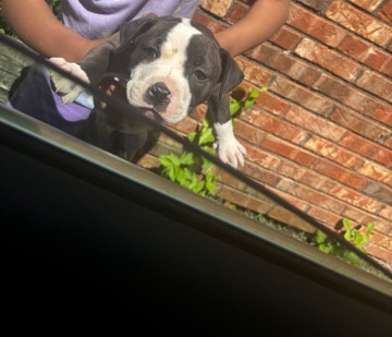 American Pit Bull Terrier – rehome