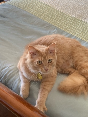 1 1/2 year old affectionate cat