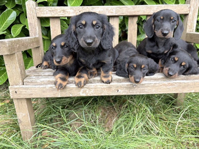 Dachshund – miniature dachshund – Barnsley