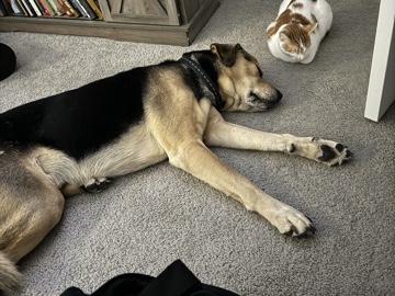 Mixed Breed – Free half lab half shepard need to rehome – Parrish