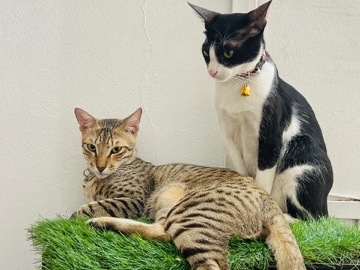 Indi cat – Vadodara