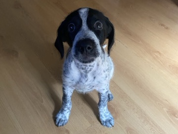 biriba en adopción – Madrid