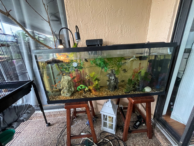 Turtle tank!