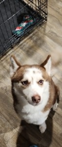 Red/White Female Alaskan Klee Kai