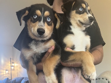 Siberian Husky – Pitsky Husky/Pitbull – South Gate