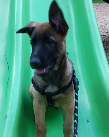 German Shepherd – Selling my puppy