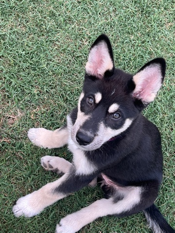 German Shepherd – Rehome Ziya