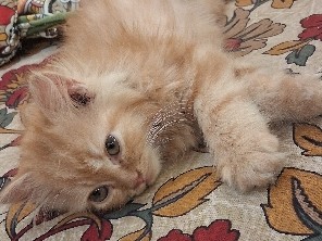 Persian (Modern) – kitten – New Delhi