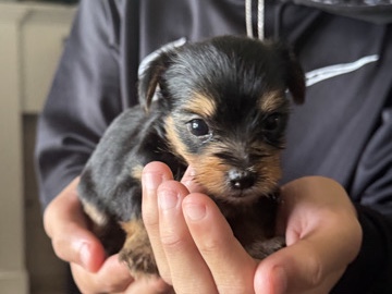 Yorkshire Terrier – T Cup yorkies for sale!!! – Wolfforth
