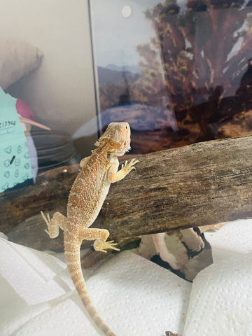 Any – zeus the Bearded Dragon