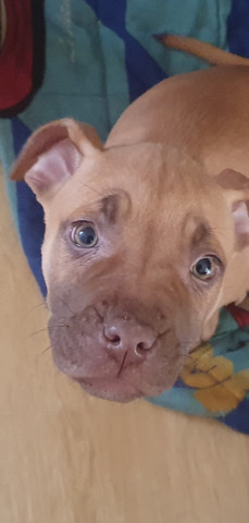 Staffordshire Bull Terrier – my beautiful 5 month old puppy for sale
