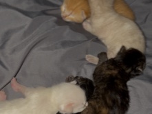 kitten – Los Angeles