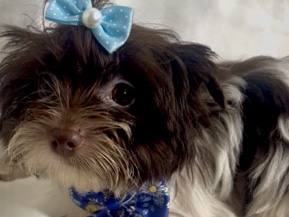 Yorkshire Terrier – Chocolate party female – Marion
