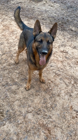 German Shepherd – Bones