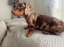 Dachshund – miniature dachshunds – Runcorn