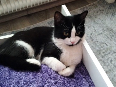 European Shorthair – Baby Katze 6 Monate – Lünen
