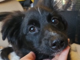 Pomeranian - Pomeranian boys looking for their forever homes  available for adoption in Manchester