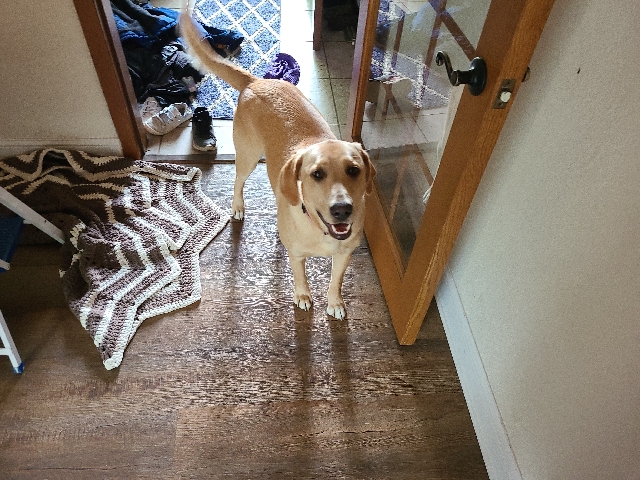 yellow lab