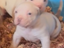 🐾Bully SHORT AND STALKY Puppies (Ready July 6th) 