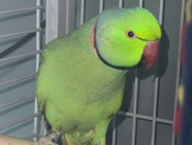 Indian Ringneck – Indian ring neck – Stoke-On-Trent