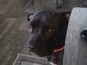 Mixed Breed – ROXIE – Orlando