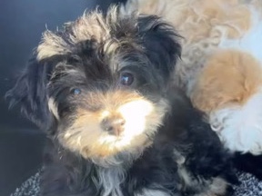 Maltipoo – Maltipoo Phantom! – Salinas