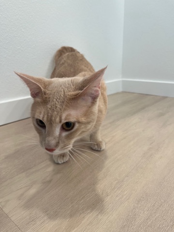 light orange cat for sale 